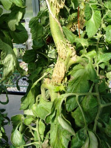 Billede af plante
